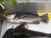 Opening day at fort ross 17.5 inch black 1 thumb