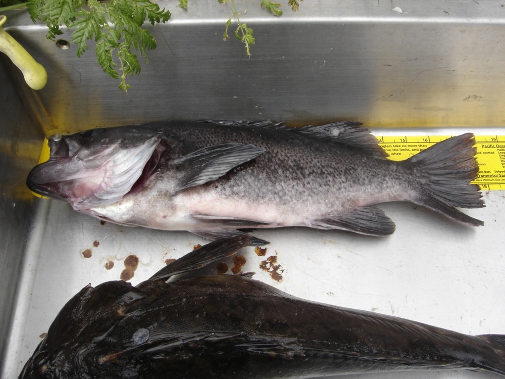 Opening day at fort ross 17.5 inch black  1 