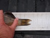 Perch tail thumb