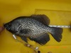 Nice crappie thumb