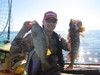 Rockfish and ling 640x480 thumb