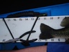 Bass twelve inch thumb