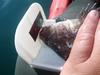Greenling 3 thumb