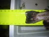 Amadortrout3 thumb