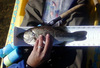 Bass 3 thumb