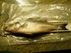 Striper 3 thumb