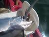 Kokanee thumb