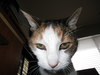 Grumpy calico thumb