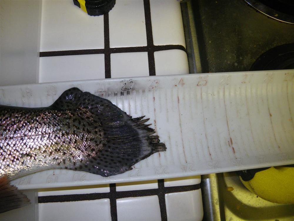 First trout of 2012 resized