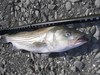 Striper32taped thumb