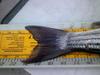 Striper tail 3 26 2012 thumb