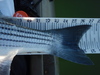 Striper4 thumb