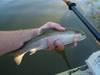13.75troutaotyrelease thumb
