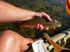 Sjrtrout14.5aoty3 thumb