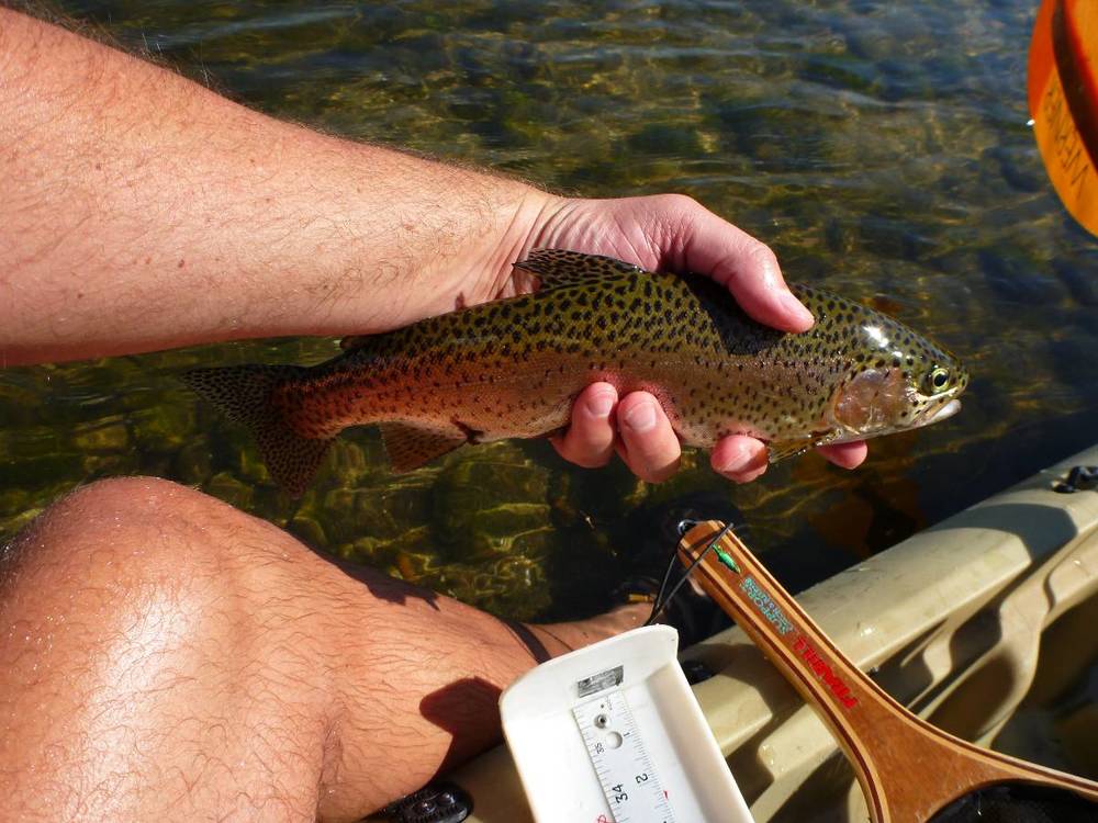Sjrtrout14.5aoty3
