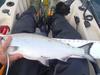 Salmon 24 in. monerey b 7 21 12 thumb