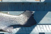 Trout3 spdr 022313 thumb