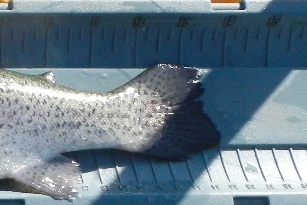 Trout3 spdr 022313