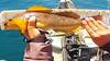 Greenling2 thumb