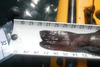 Hmb lin3 28 thumb