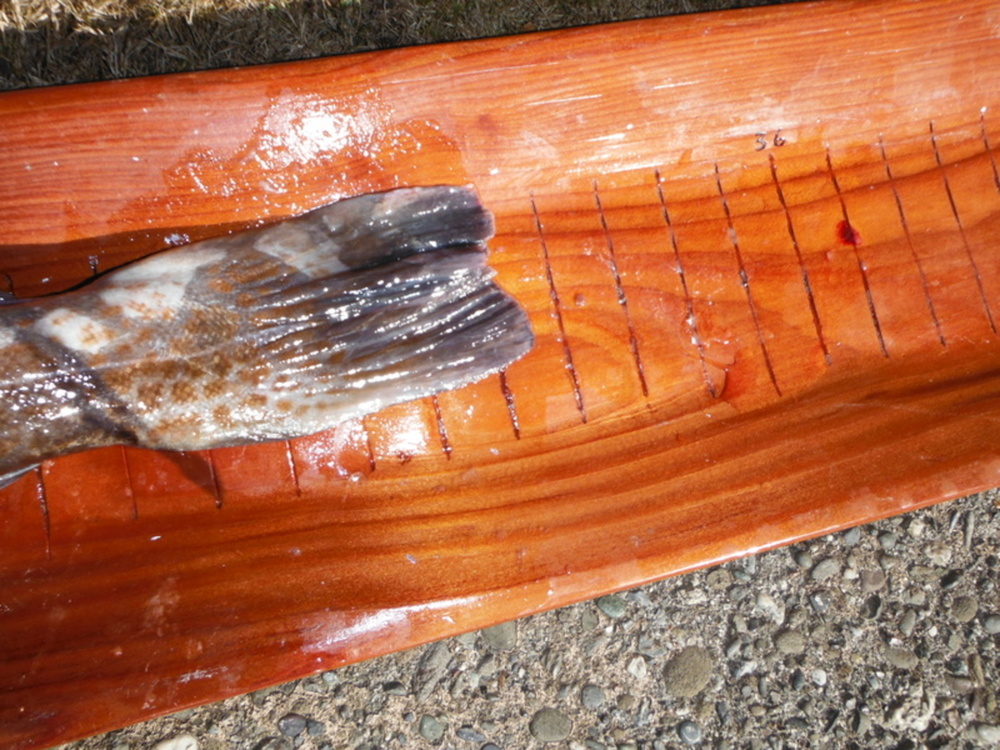 Tail