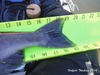 Oroville coho c 2.22.14 thumb