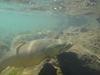 Dsc00224  2000x1500  thumb