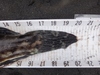 Dsc00505 2000x1500 thumb