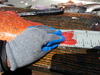 Vermtail thumb