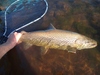 Dsc01686  2000x1500  thumb