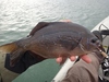 Dsc02636 2000x1500 thumb