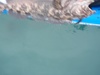 39 inch ling onboard thumb