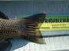 Blackperchtail thumb
