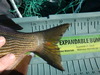 Striped peach tail thumb
