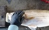 Striper 32 head thumb