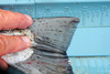 Trout3a thumb