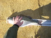 7.95 lb spot 26feb2015 006 thumb
