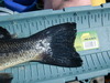 Lmb tail15inch thumb