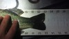 Largemouth thumb