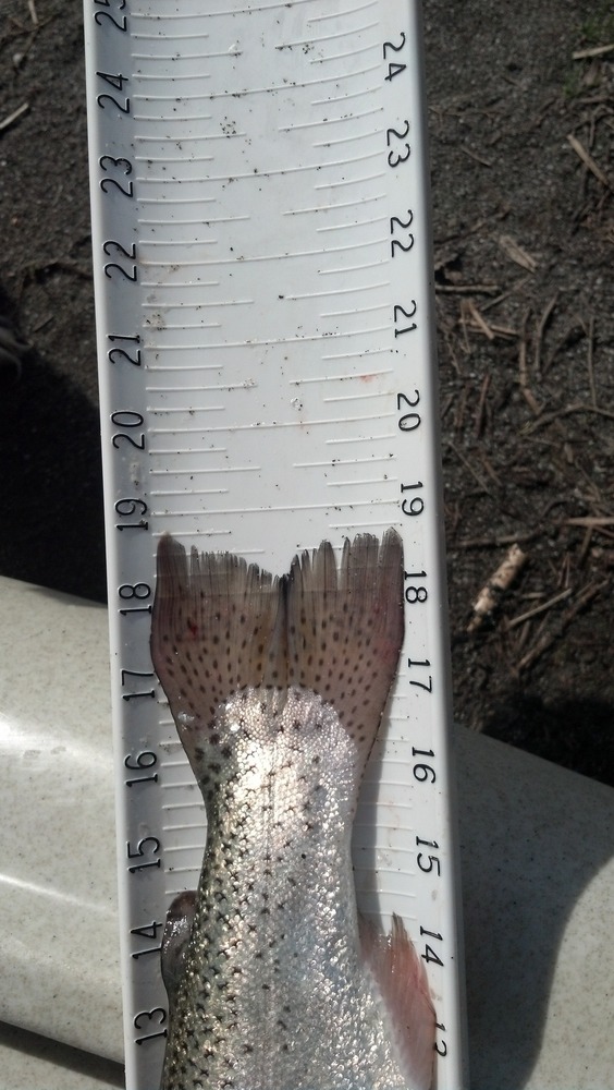 Trout tail