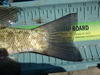 13.25 smltail thumb