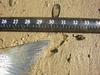 Aotystripertail thumb