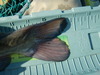 Cattail thumb