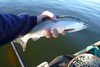 Kokaotybody 15.75 thumb