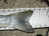 26.75 tail thumb