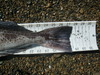 Lingtail thumb