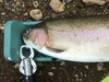 Almanorrbt 6lb  3  thumb