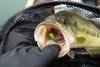Lmaoty20lure thumb