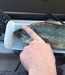 Bass thumb