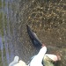 22lb37.75 stb 3 thumb